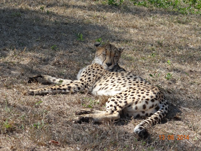 Cheetah at Emdoneni Cat rehabilitation centre on our Durban Big 5 Safari Tour