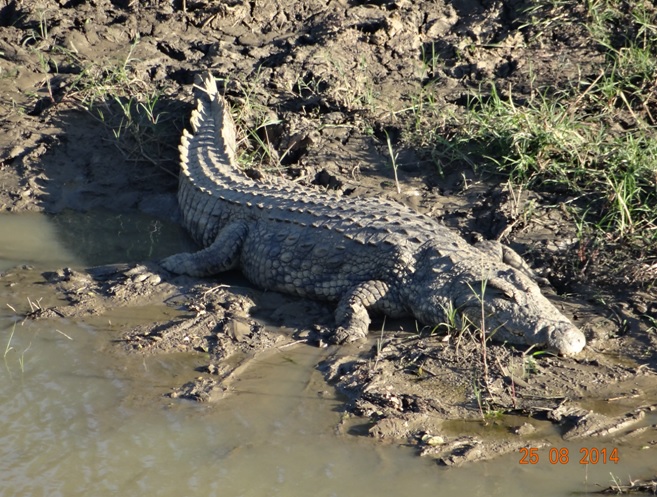 Crocodile seen in the Hluhluwe River on our Durban Big 5 Safari Tour