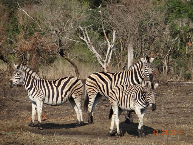 Durban Big 5 Safaris. Sighting of Zebra on our Day at Hluhluwe Imfolozi game reserve