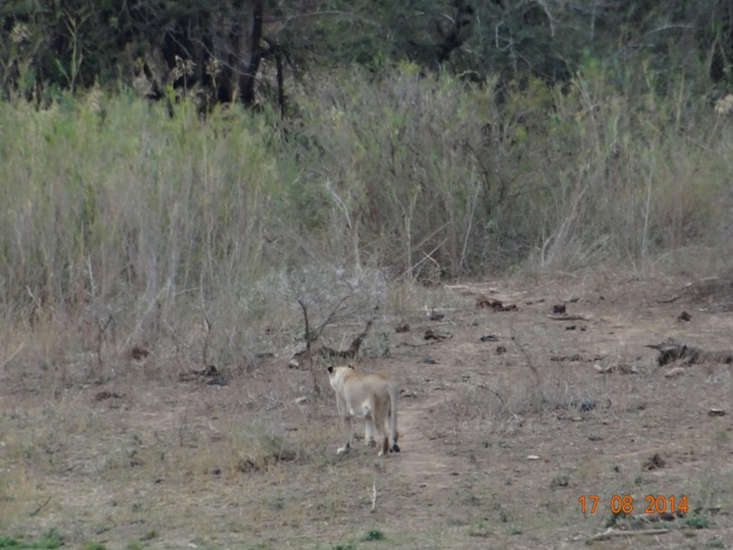 Durban Day Big 5 Safari, picture of a Lioness we found in Hluhluwe Imfolozi game reserve