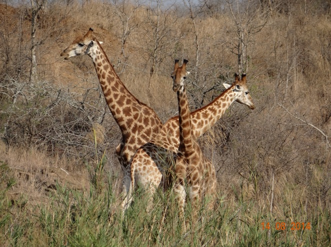 Durban Safari Tour to Hluhluwe Imfolozi game reserve. Giraffe males pose for us