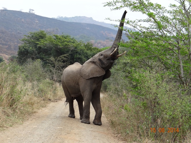 Elephant Bull reaches for some fresh shoots on our last day of Safari in Hluhluwe Imfolozi game reserve