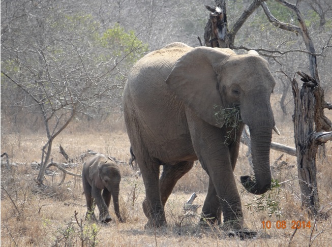 Elephant cow with her new born baby on our Durban Day Safari