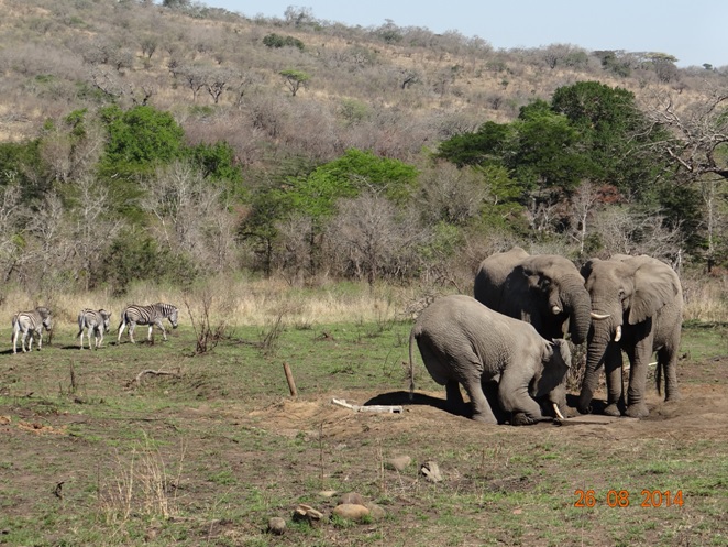 Elephant drinking near the gate during our Big 5 Durban Safari Tour