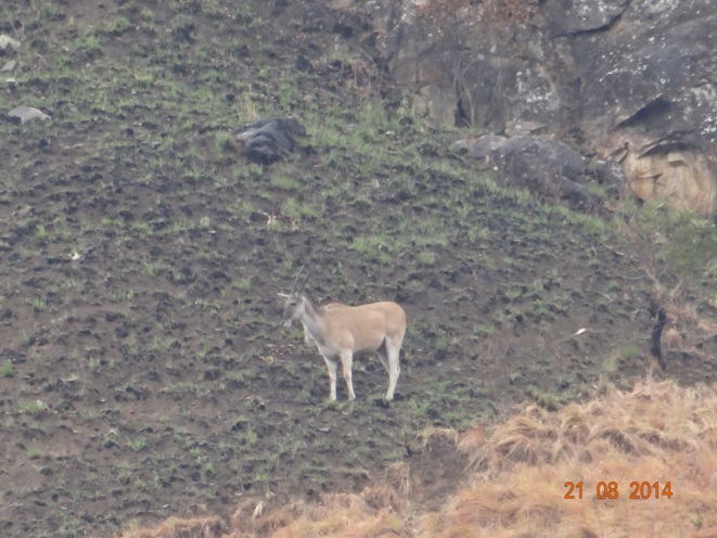 Female Eland on the Drakensberg mountain on our hike during our Durban Safari Tour