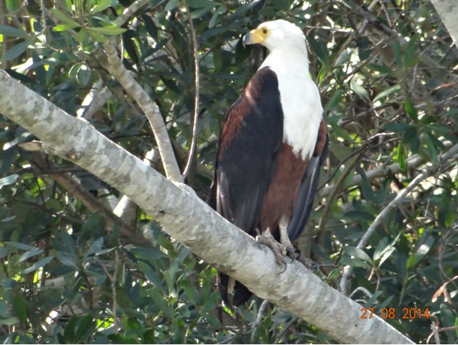 Fish Eagle on our St Lucia Hippo and Crocodile boat Tour at St Lucia Isimangeliso Wetland Park