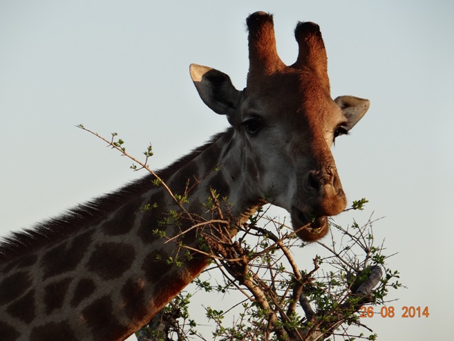 Giraffe on Day 2 of our Big 5 Durban Safari to Hluhluwe Imfolozi game reserve