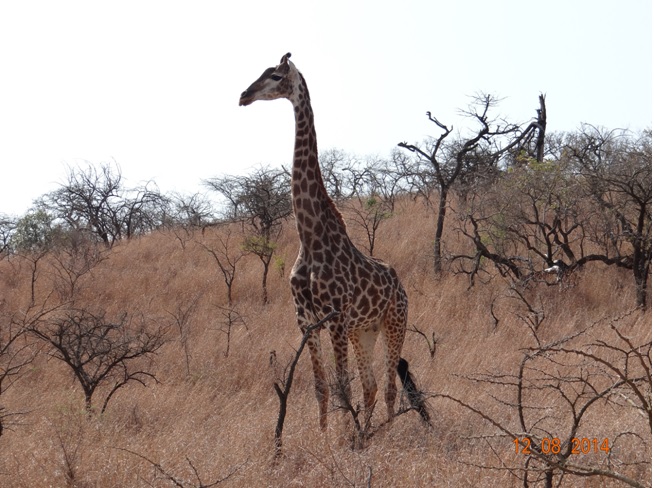 Giraffe on our Big 5 Durban Safaris Day Tour