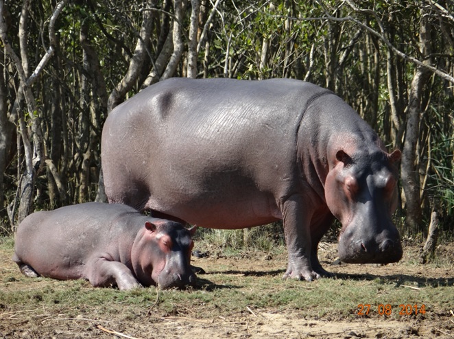 Hippo seen at St Lucia on our 3 Day Big 5 Safari Tour from Durban