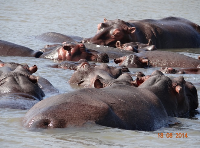 Hippos seen on Day 1 of our Durban Safari Tour at St Lucia