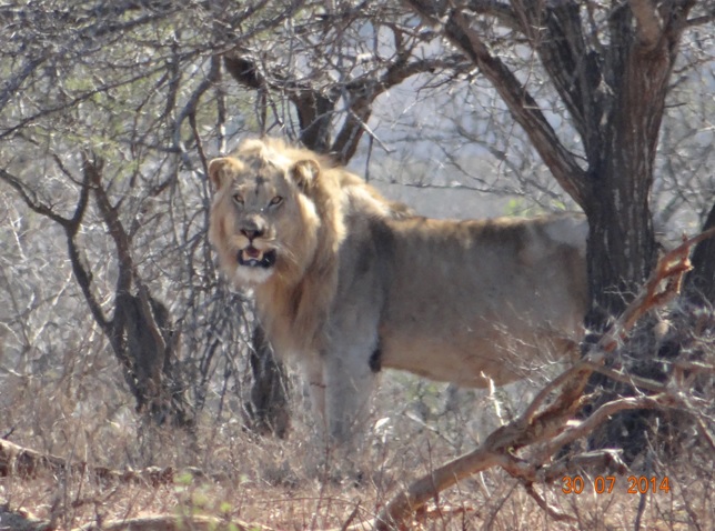 Lion found today on our Durban Safari Tour at Hluhluwe Imfolozi game reserve