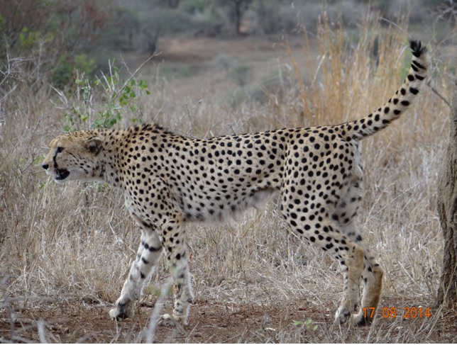 Male Cheetah seen on our Durban Big 5 Safari Tour to Hluhluwe Imfolozi game reserve