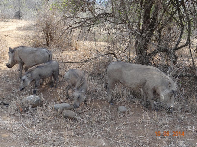 On our Durban Day Safari we spotted these Warthogs in Umfolozi
