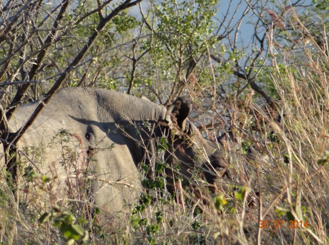 Photo of our Black Rhino on this Durban overnight Safari