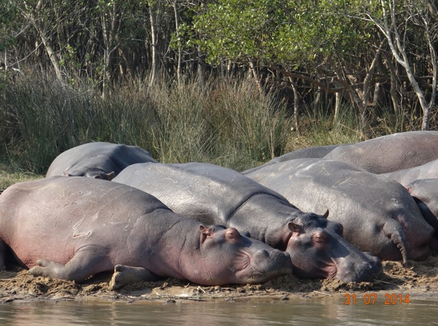 Pod of Hippos resting on the St Lucia Estuarys bank on our Tour from Durban