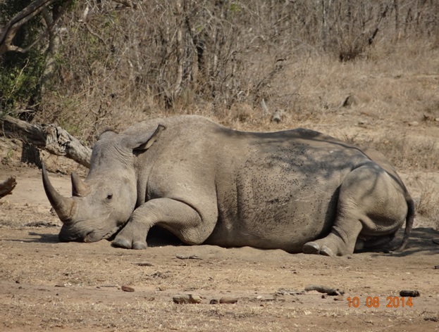 Rhino rests with her calf behind her on our Durban Day Safari