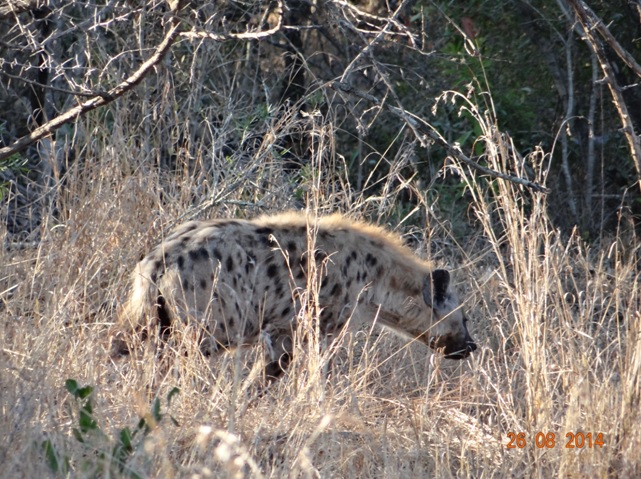 Spotted Hyena seen on our second day of our Big 5 Safari in Hluhluwe Imfolozi game reserve