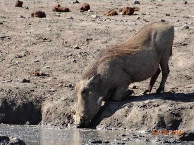 Warthog drinking during our Big 5 Durban Safari in Hluhluwe Imfolozi game reserve