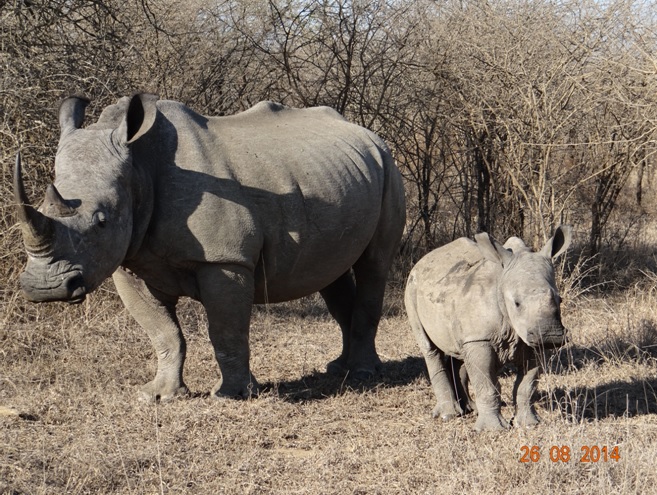 White Rhino and calf seen on day 2 of our Big 5 Durban Safari in Hluhluwe Imfolozi game reserve