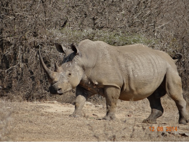 White Rhino in Hluhluwe Imfolozi game reserve chases other Rhinos away during our Big 5 Durban Safari