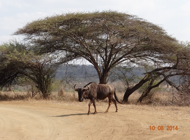 Wildebeest or Gnu crosses the road on our Durban Day Safari