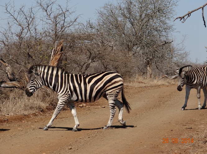 Zebra Crossing the road on our Big 5 Durban Safari in Hluhluwe Imfolozi game reserve