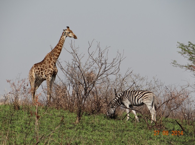 Zebra and Giraffe pose on Day 3 of our Big 5 Safari Tour