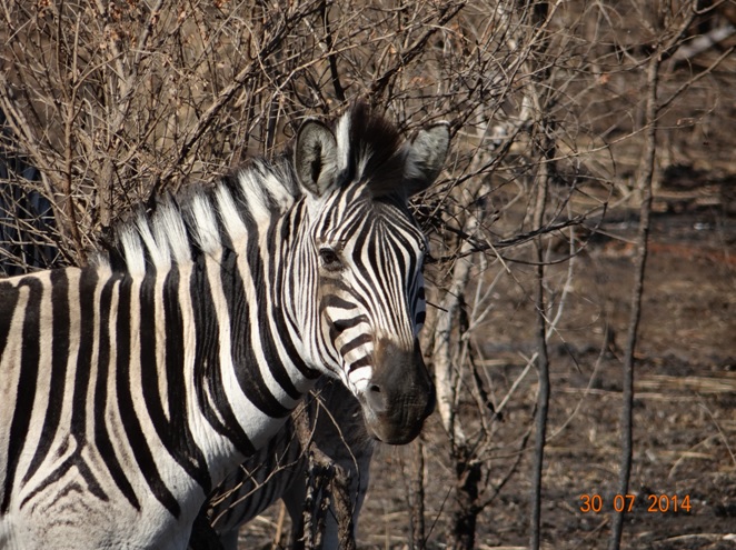 Zebra in Hluhluwe Imfolozi game reserve during our Safari Tour