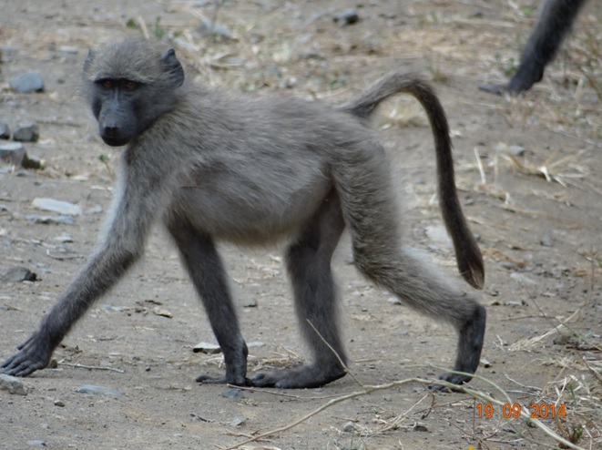 Baboon crossing road during our Durban day Safari to Hluhluwe Imfolozi Big 5 Game reserve near Durban