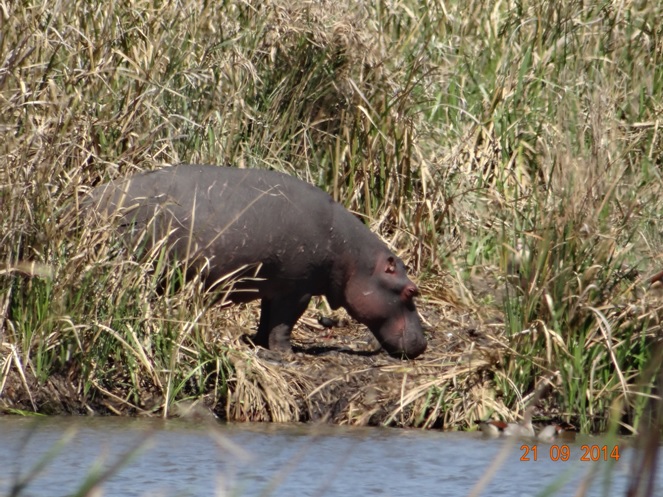 Baby Hippo seen on our Safari near Durban to Tala game reserve, Valley of 1000 Hills and Zulu Cultural Village