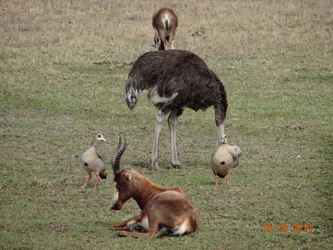 Blesbok, Egyptian Geese and Ostrich seen on our Durban Safari near Durban to Tala game reserve, Valley of 1000 Hills and Zulu Cultural Village
