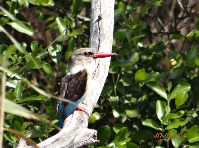 Brown Hooded Kingfisher at St Lucia Estuary on Day 3 of our 3 day honeymoon Durban Safari Tour