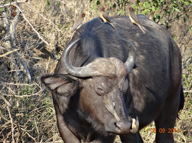 Buffalo with red billed oxpeckers all over it on our 3 day honeymoon Durban Safari Tour
