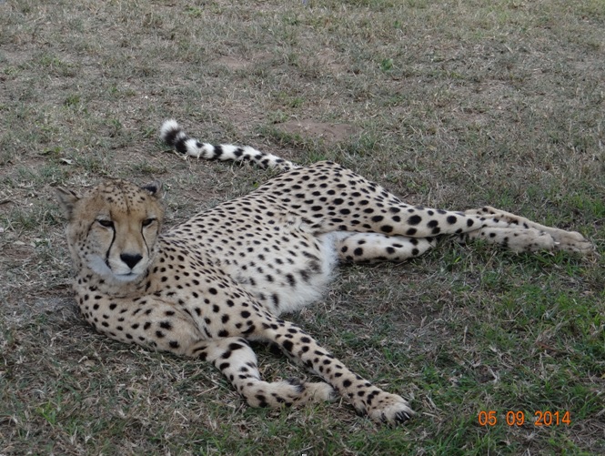 Cheetah at Emdoneni on our 3 day honeymoon Durban Safari Tour