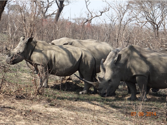Crash of Rhino near the road on Day 3 of our 3 day honeymoon Durban Safari Tour