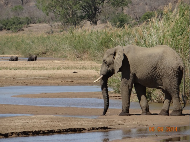 Elephant Bull in the Umfolozi river with some Buffalo Bulls on Day 2 of our 3 day honeymoon Durban Safari Tour