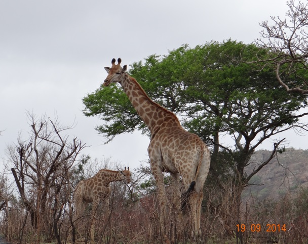 Giraffe mother and calf seen during our Durban day Safari to Hluhluwe Imfolozi Big 5 Game reserve near Durban