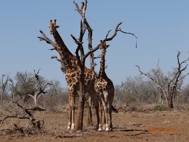 Giraffe posing on Day 2 of our 3 day honeymoon Durban Safari Tour