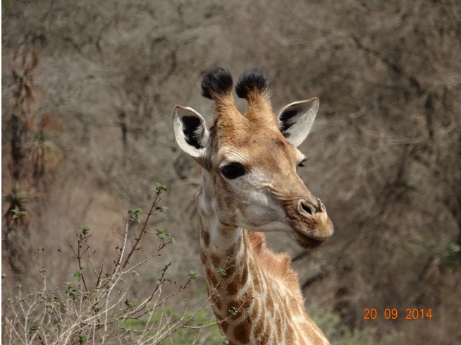 Giraffe seen on our Durban Safari near Durban to Tala game reserve, Valley of 1000 Hills and Zulu Cultural Village