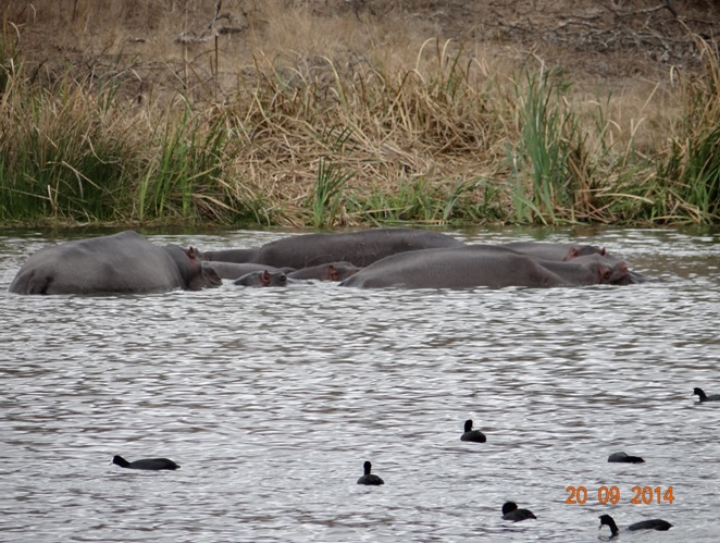 Hippos seen on our Durban Safari near Durban to Tala game reserve, Valley of 1000 Hills and Zulu Cultural Village