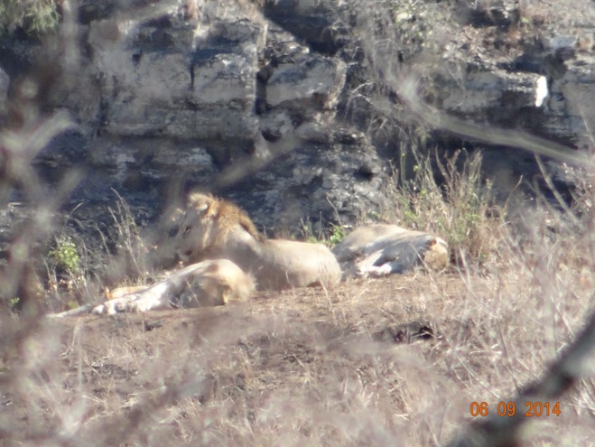 Lions resting on Day 2 of our 3 day honeymoon Durban Safari Tour