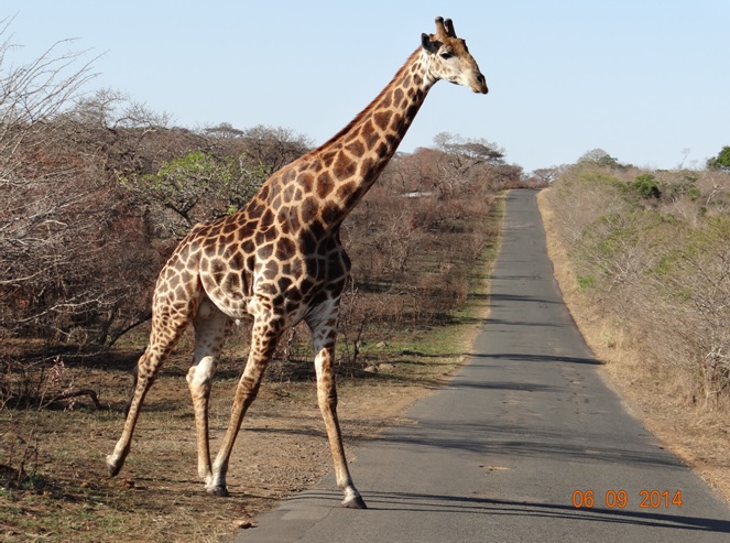 Male Giraffe spotted on Day 2 of our 3 day honeymoon Durban Safari Tour