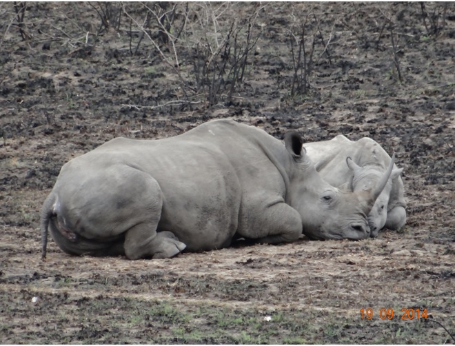 Rhino Mother and calf rest during our Durban day Safari to Hluhluwe Imfolozi Big 5 Game reserve near Durban