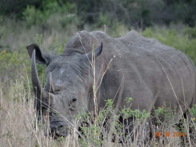 Rhino seen on Day 1 of our 3 day honeymoon Durban Safari Tour
