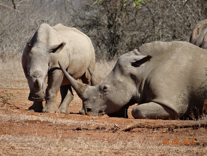 Rhinos resting on Day 2 of our 3 day honeymoon Durban Safari Tour