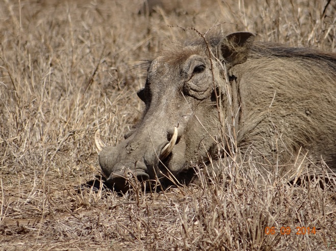 Warthog resting near the road on Day 2 of our 3 day honeymoon Durban Safari Tour