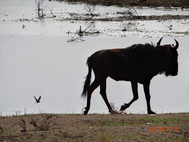 Wildebeest seen on our Durban Safari near Durban to Tala game reserve, Valley of 1000 Hills and Zulu Cultural Village