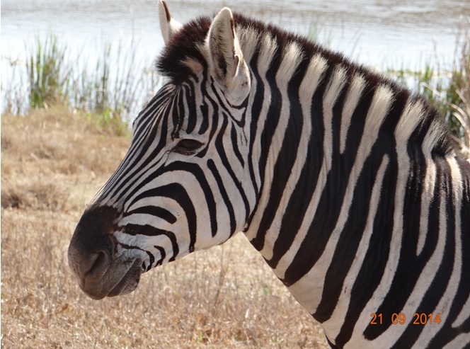 Zebra seen on our Safari near Durban to Tala game reserve, Valley of 1000 Hills and Zulu Cultural Village