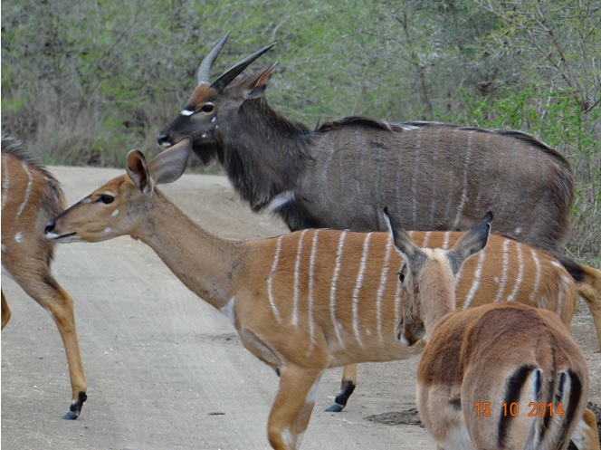 3 Nyala and 1 Impala seen on our Safari near Durban