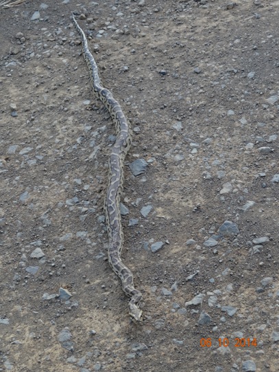 African Rock Python seen on the road in Hluhluwe on our Durban Safari Tour